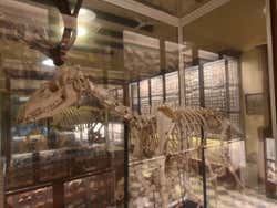 Skeleton of a dinosaur