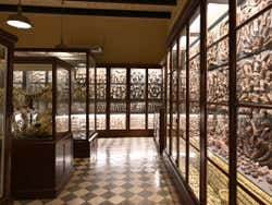 An exhibition of bones