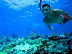 A man snorkelling along the sea bed